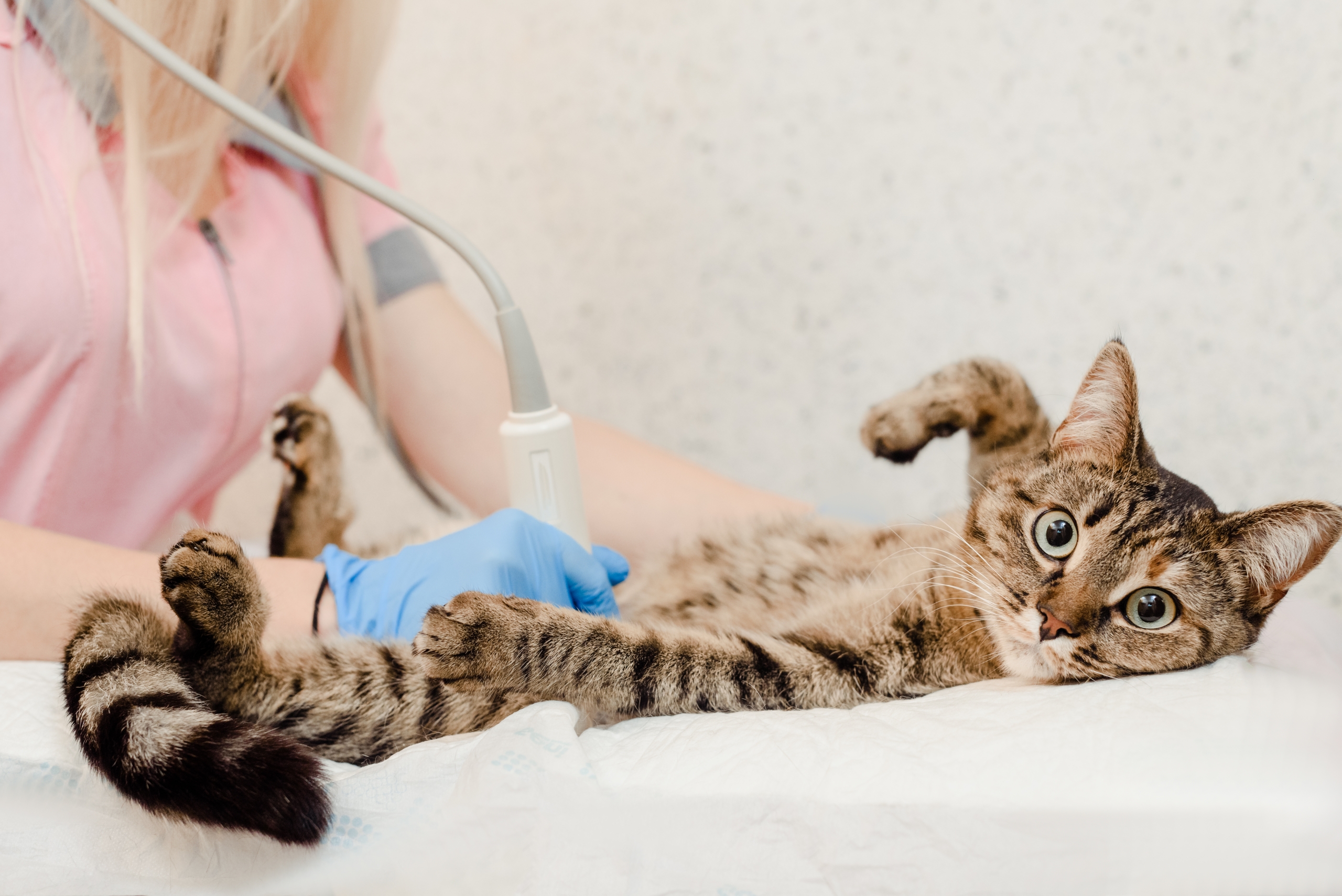 veterinary ultrasound for cats