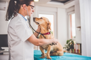 veterinary diagnostic imaging equipmeny